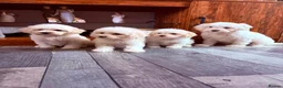 Maltipoo dogs for sale: F1B fully vaccinated maltipoo puppies - Advert 1