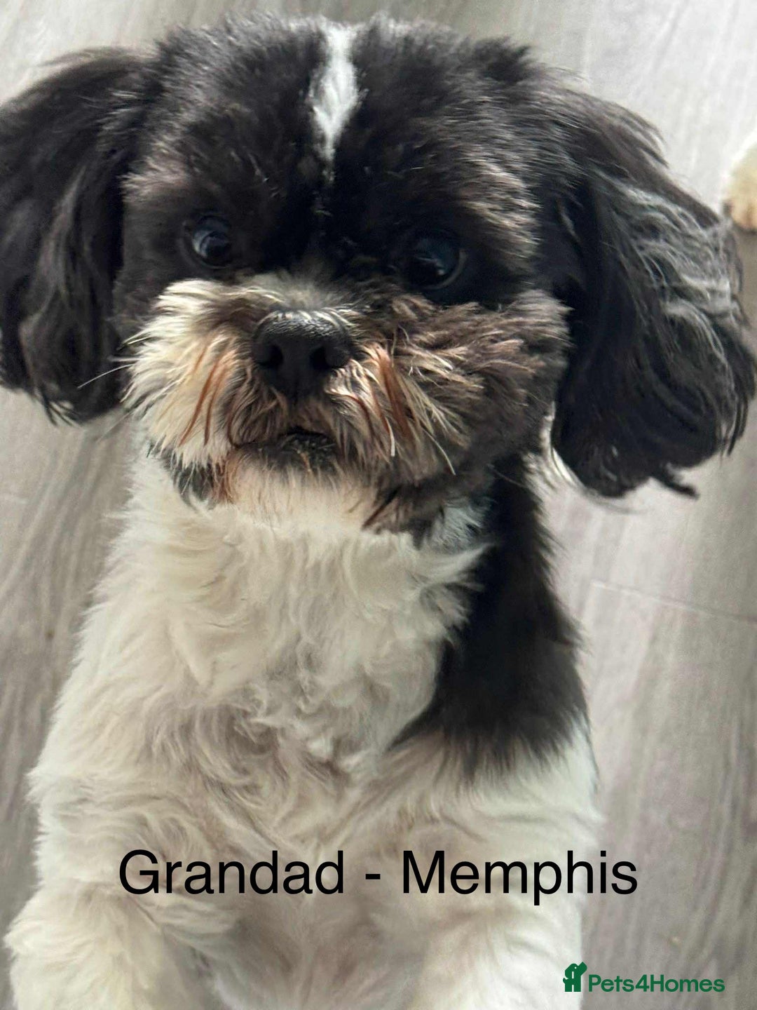 Shih Tzu dogs for sale: Summer Shihtzu Puppies - Image 29