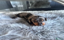 Miniature Dachshund dogs for sale: Beautiful miniature dauchounds for sale  - Image 2