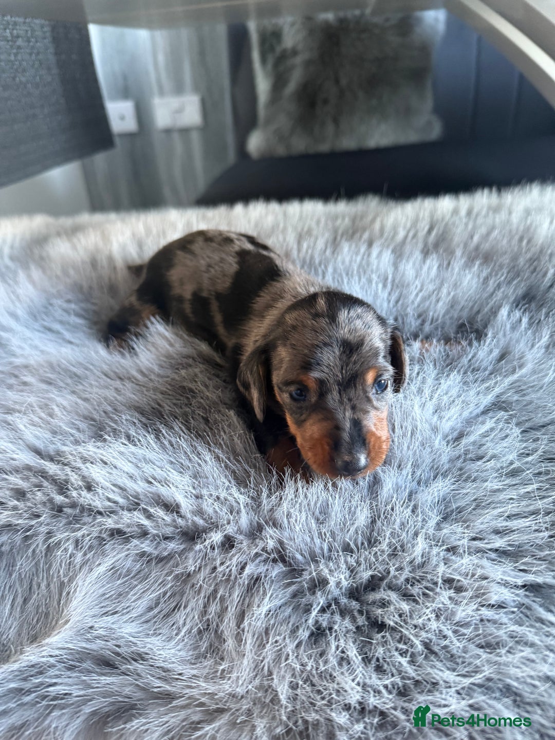 Miniature Dachshund dogs for sale: Beautiful miniature dauchounds for sale  - Image 2