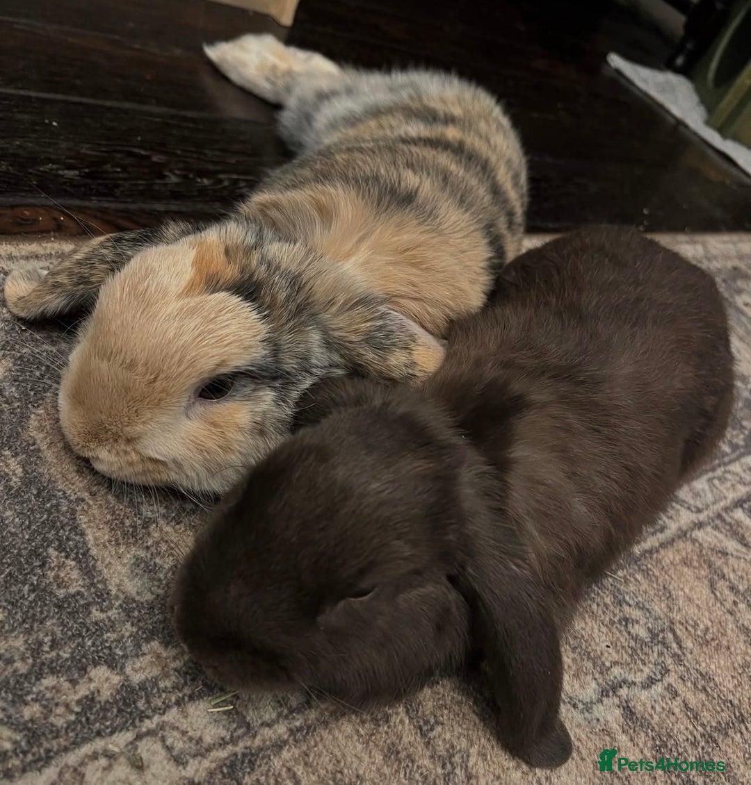 Mini Lop rabbits for sale: Mini lop sibling trio  - Image 5