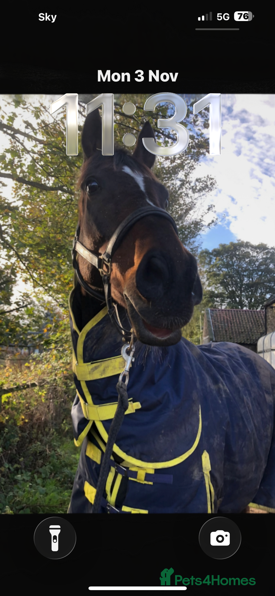 Irish Thoroughbred horses 17.2hh Beautiful gentleman Bay Gelding  - Advert 12
