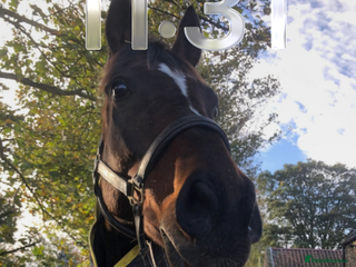 Irish Thoroughbred horses 17.2hh Beautiful gentleman Bay Gelding - Advert 2