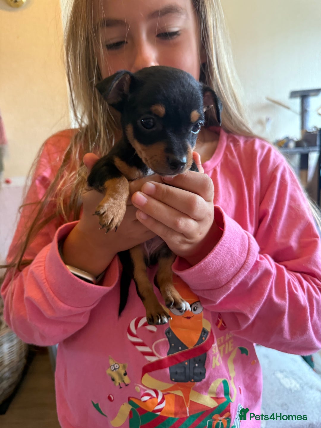 Jack Russell dogs for sale: Gorgeous Jack Russell Puppies - Image 18
