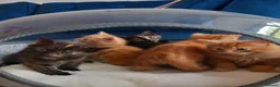 Mixed Breed cats for sale: Goldie and Meg have had their gorgeous kittens - Advert 1