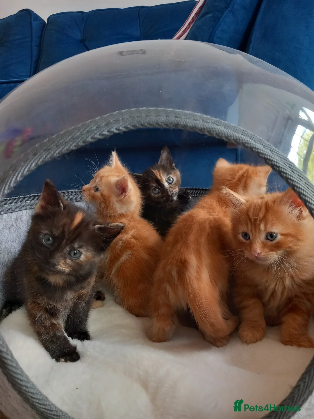 Mixed Breed cats for sale: Goldie and Meg have had their gorgeous kittens - Advert 1