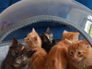 Mixed Breed cats Goldie and Meg have had their gorgeous kittens - Advert 4