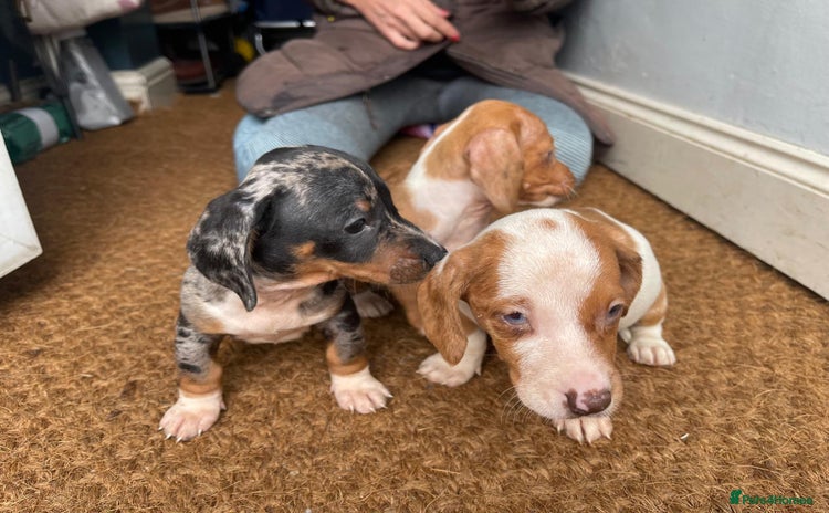 Dachshund dogs - Advert 1