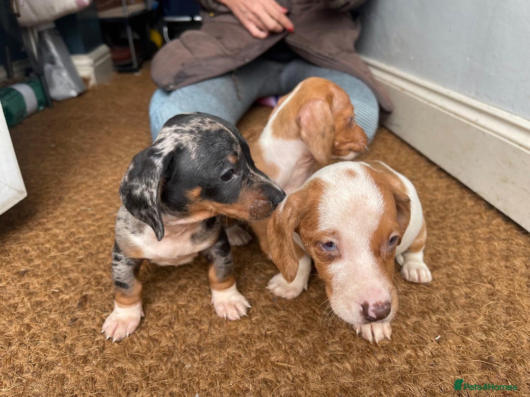 Dachshund dogs for sale: Very unusual sausage dogs - Image 1