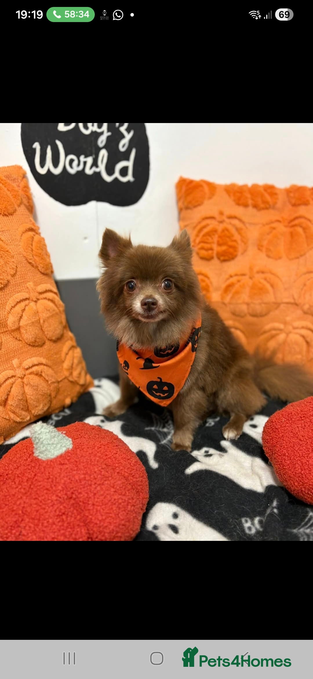 Pomeranian dogs Sweet Kiki  in Gillingham - Advert 1