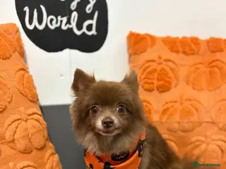 Pomeranian dogs Sweet Kiki in Gillingham - Advert 1