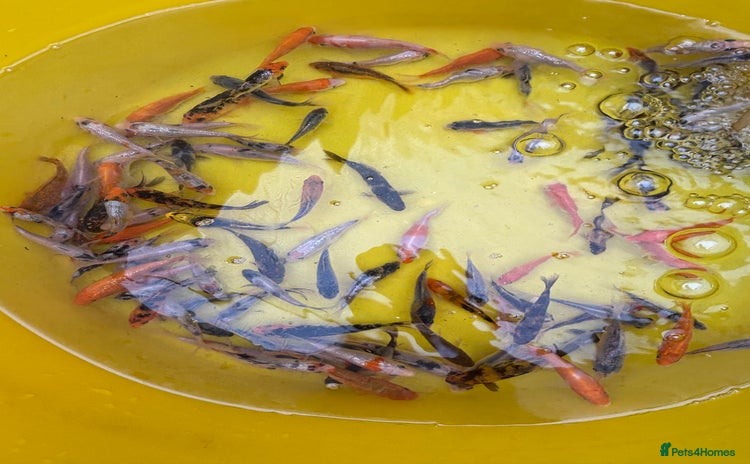 Koi Carp fish - Advert 9