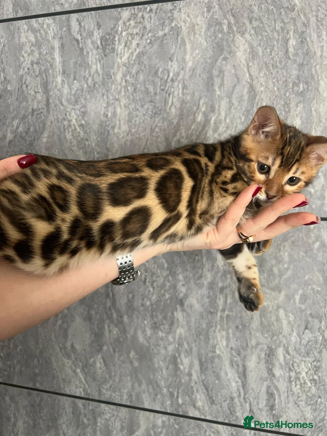 Bengal cats for stud: Bengal cat for stud, Calvin. in Peterborough - Advert 39