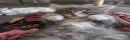 Maine Coon cats for sale: Maine coon x Ragdoll kittens - Advert 13