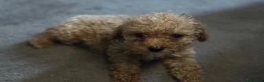 Cockapoo 2