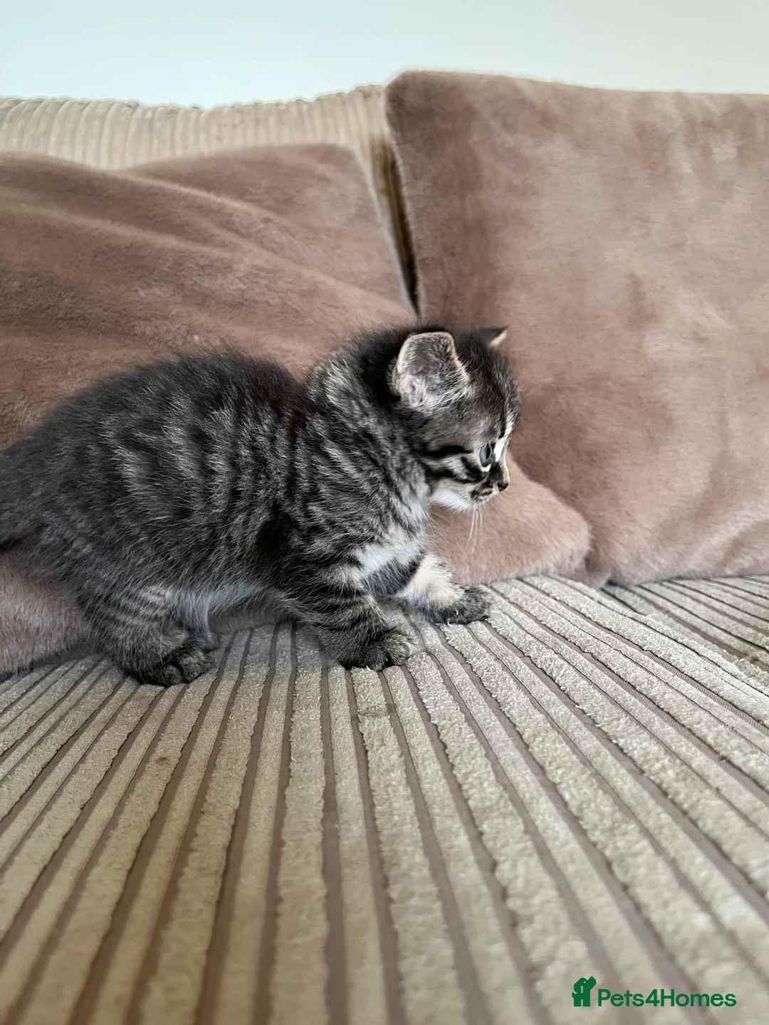 Mixed Breed cats for sale: Grey and black striped kittens For Sale - Advert 39