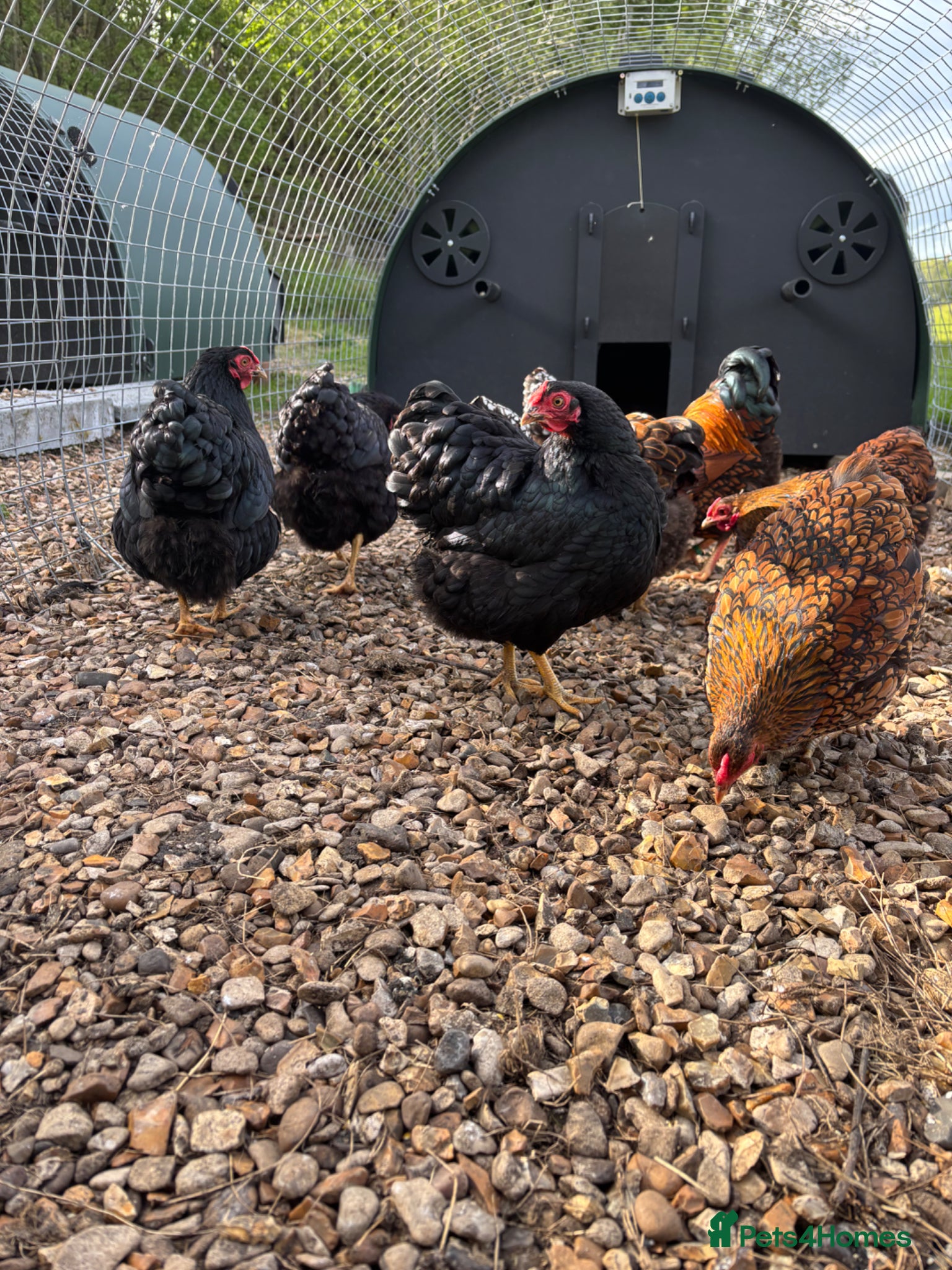 Chickens poultry Bantam Wyandotte hens - Advert 1