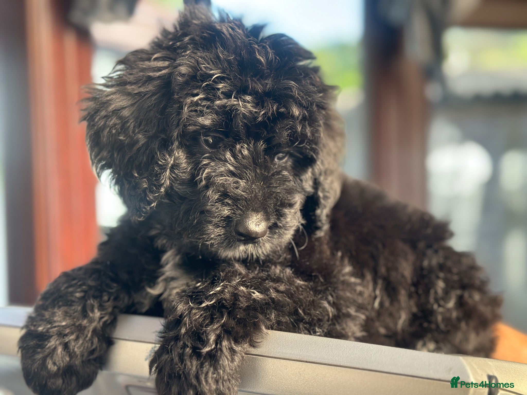 Bernedoodle dogs F1 STANDARD BERNADOODLES LAST 2 B/W GIRLS REDUCED - Advert 2
