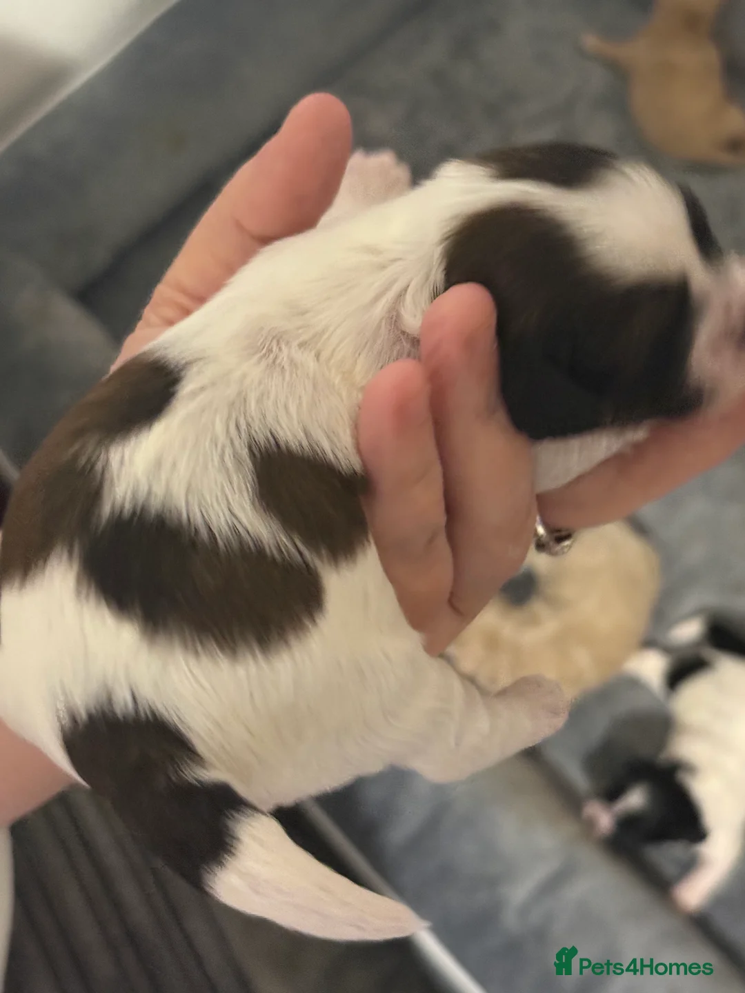 Shihpoo dogs for sale: 3x Shihpoo Male Puppies for sale - Advert 20