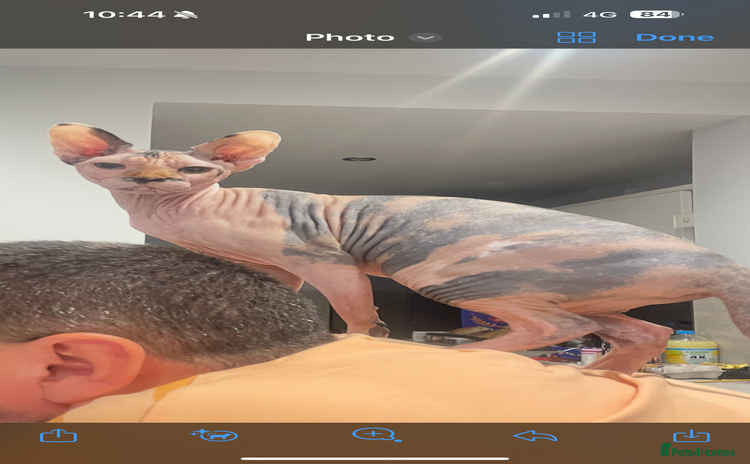 Sphynx cats - Advert 16