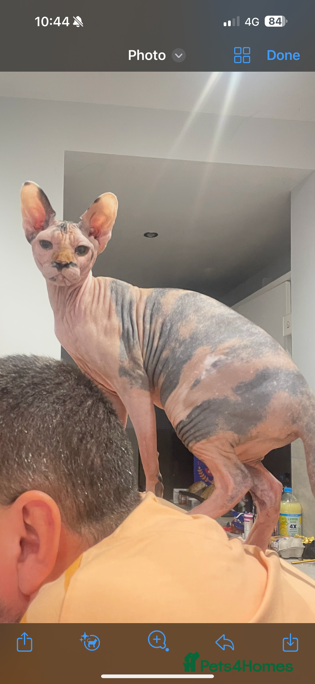Sphynx cats for sale: 2.5 year old female sphynx for adoption - Image 1