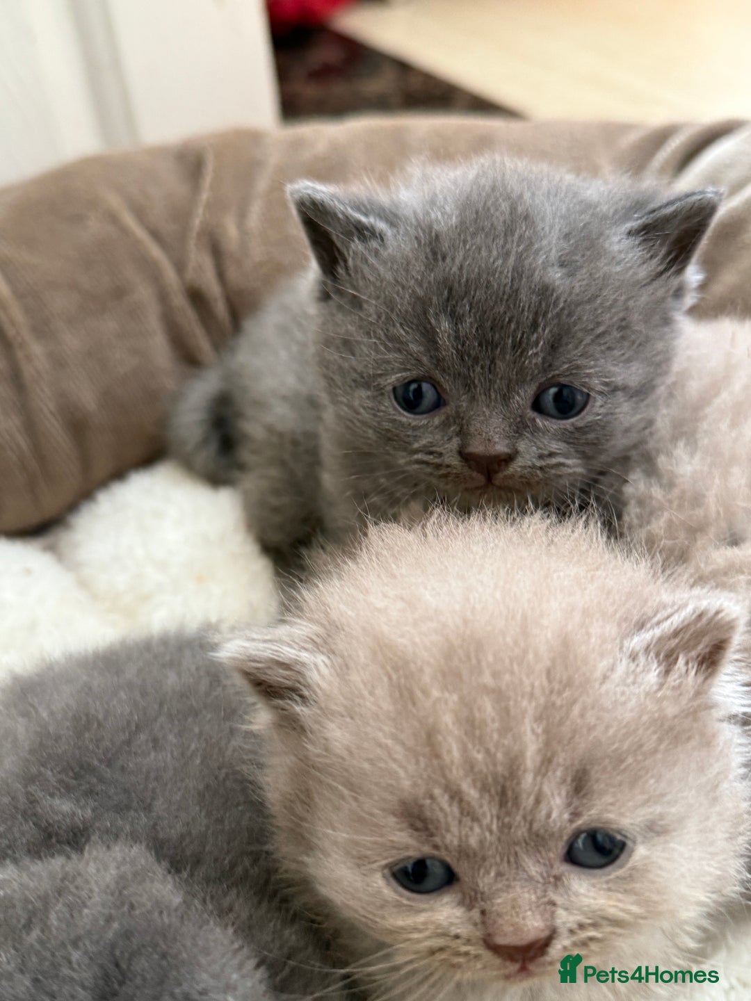 British Shorthair cats for sale: ONLY 4 LEFT! Lilac & Blue Teddyfluff BSH Babies  - Image 8