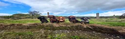 Cocker Spaniel dogs for sale: Ruby  - Advert 10