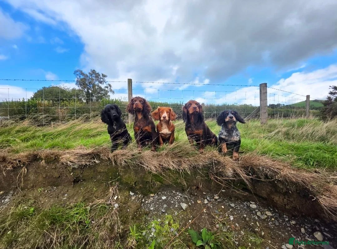 Cocker Spaniel dogs for sale: Ruby  - Advert 10
