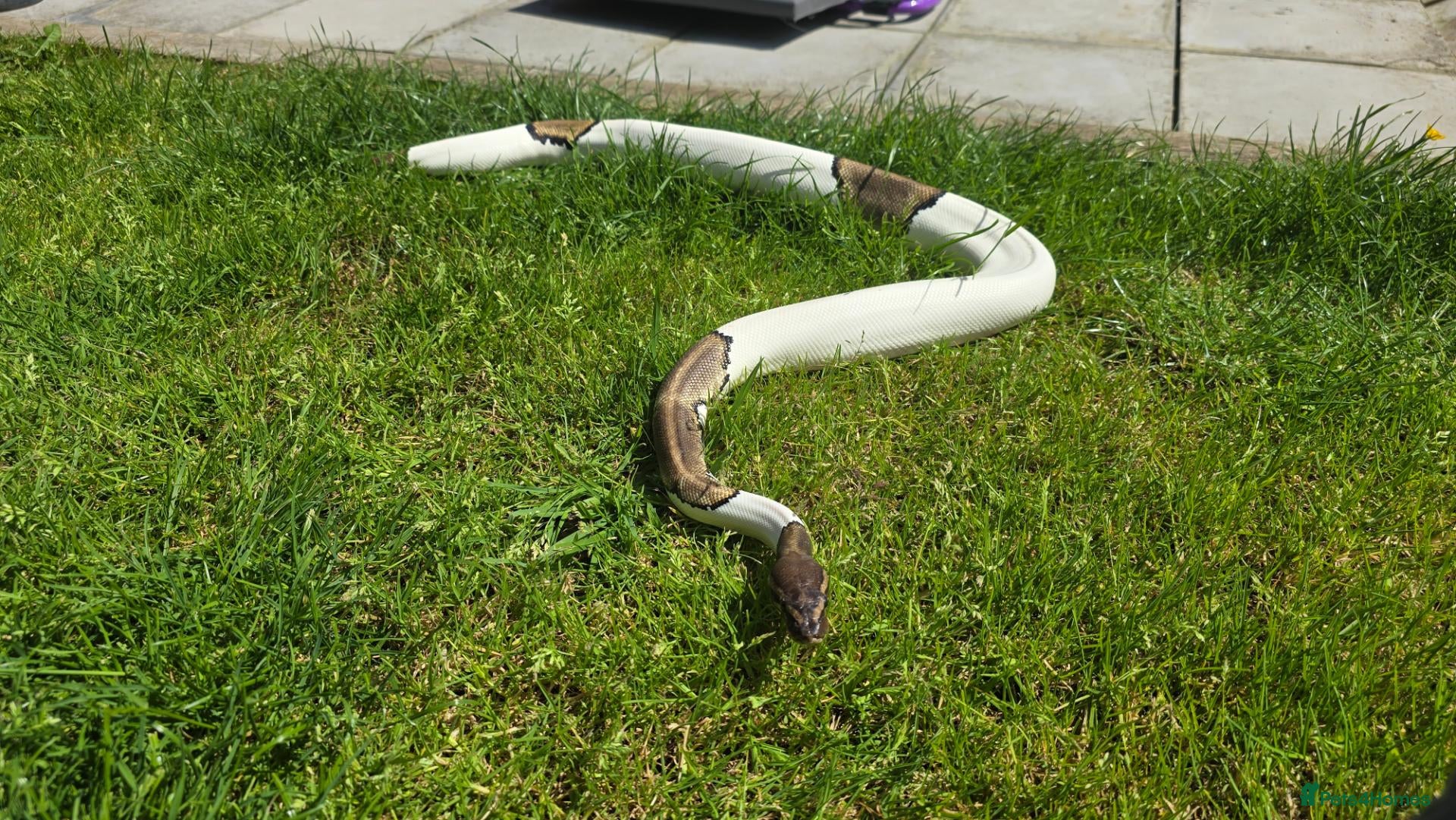 Python Snake reptiles for sale: Potential breeding pair - Advert 1