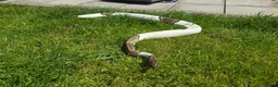 Python Snake reptiles for sale: Potential breeding pair - Advert 1