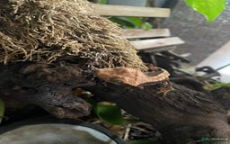 Gecko reptiles for sale: Crested gecko - Image 3