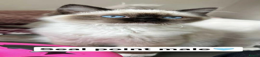 Ragdoll Kitten 3