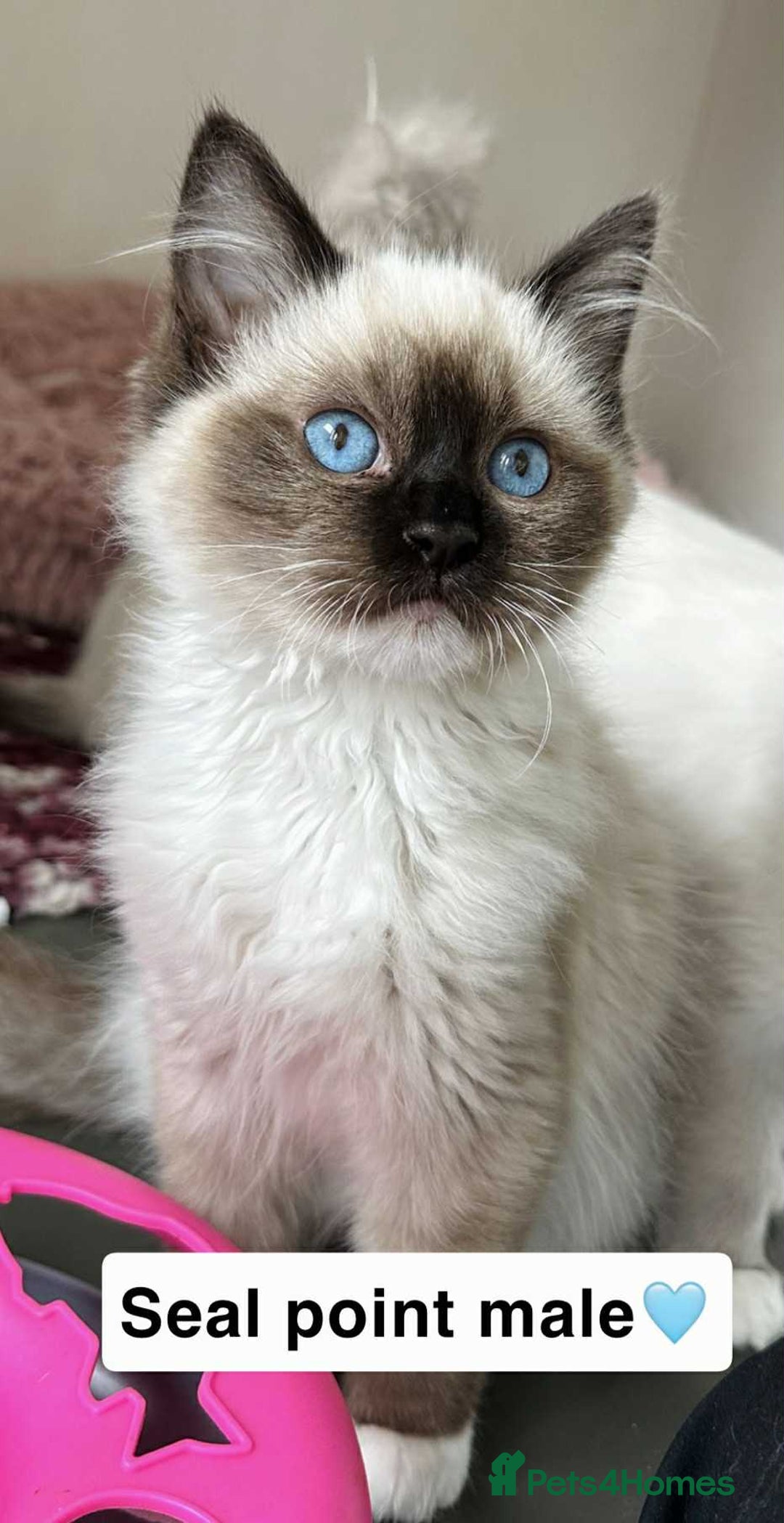 Ragdoll cats for sale: GCCF REGISTERED KITTENS non active - Image 2