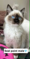 Ragdoll cats - Advert 12