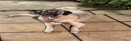Turkish Kangal dogs for sale: Kangal female for sale - Advert 2