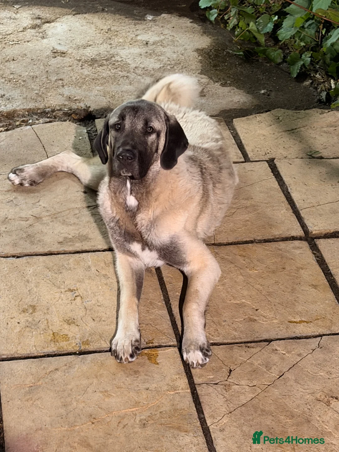 Turkish Kangal dogs for sale: Kangal female for sale - Advert 2