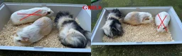 Guinea Pig rodents for sale: Guinea Pigs (Boys & Girls) - Advert 4