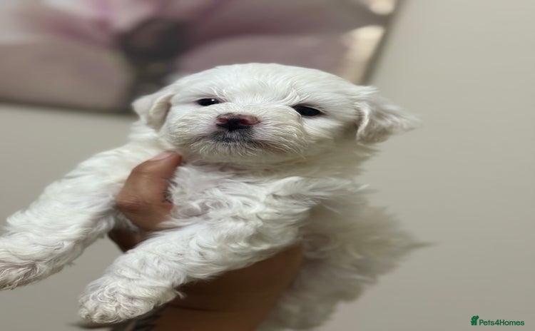 Havanese dogs - Advert 1