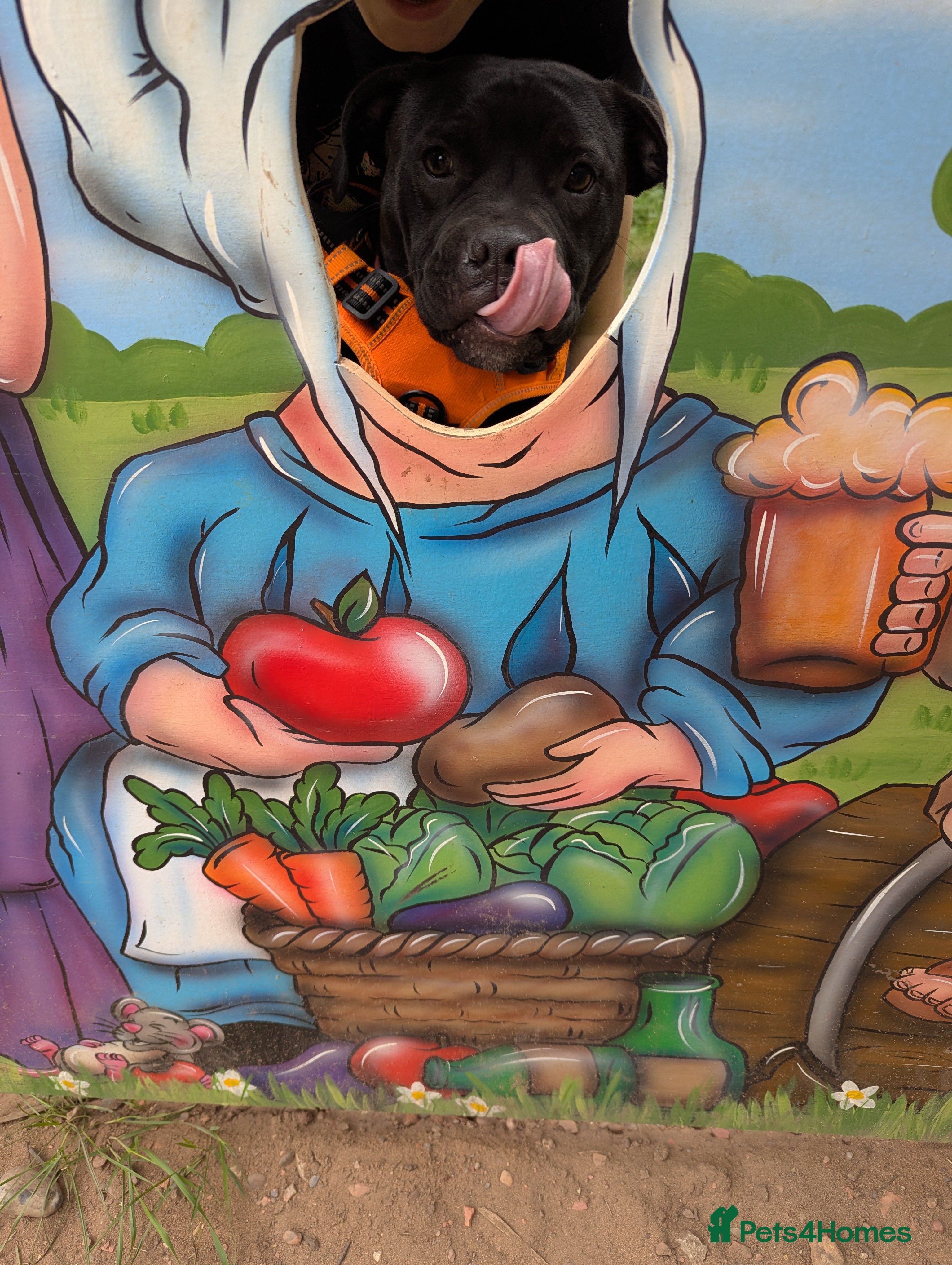 Staffordshire Bull Terrier dogs Staffy - Advert 1