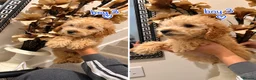 Maltipoo dogs for sale: 6 GORGEOUS ASIAN EXTRA TOY MALTIPOO PUPPIES! 👻🐾 - Advert 6