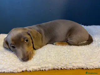 Miniature Dachshund dogs Mini Dachshund Pups ISABELLA & BLUE ISABELLA - Advert 2