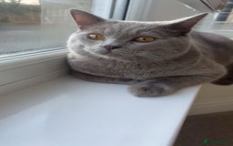 Mixed Breed cats for sale: Adorable Ragdoll Cross British Shorthair - Image 3