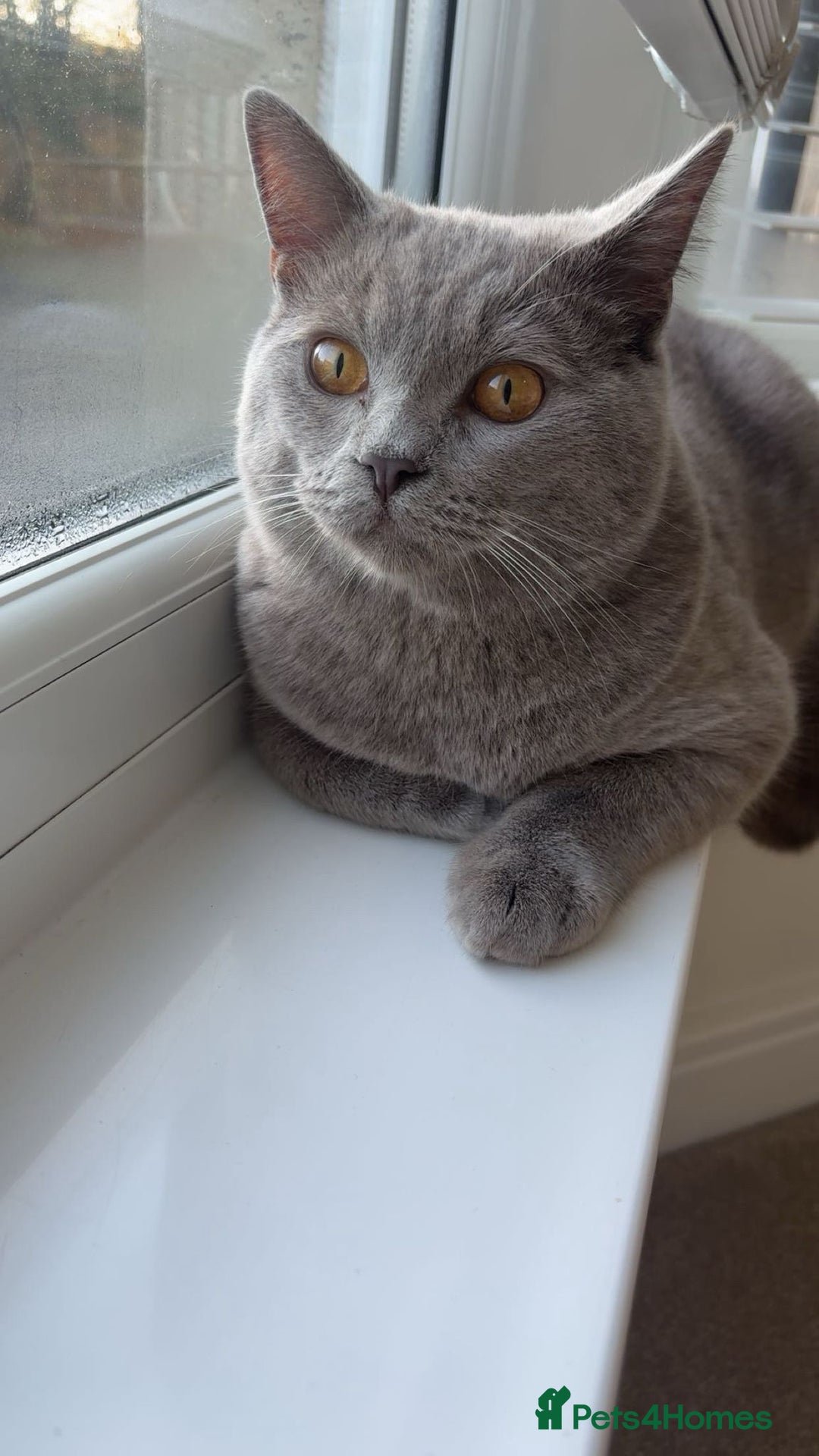 Mixed Breed cats for sale: Adorable Ragdoll Cross British Shorthair - Image 3