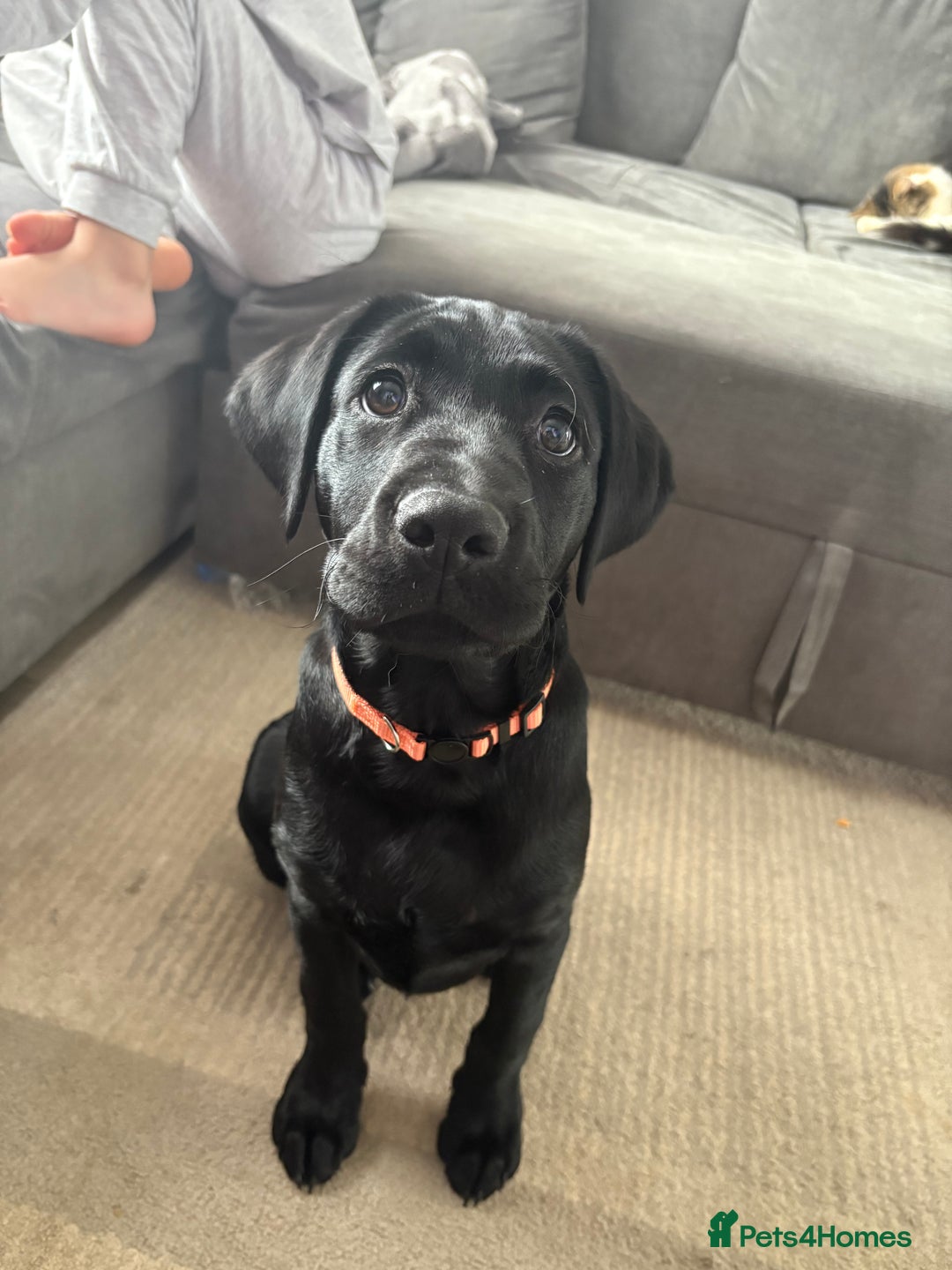Labrador Retriever dogs for sale: 13 week old Labrador puppy  - Advert 3