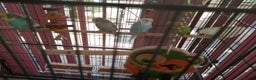 Budgerigars birds for sale: budgies for sale - Advert 23