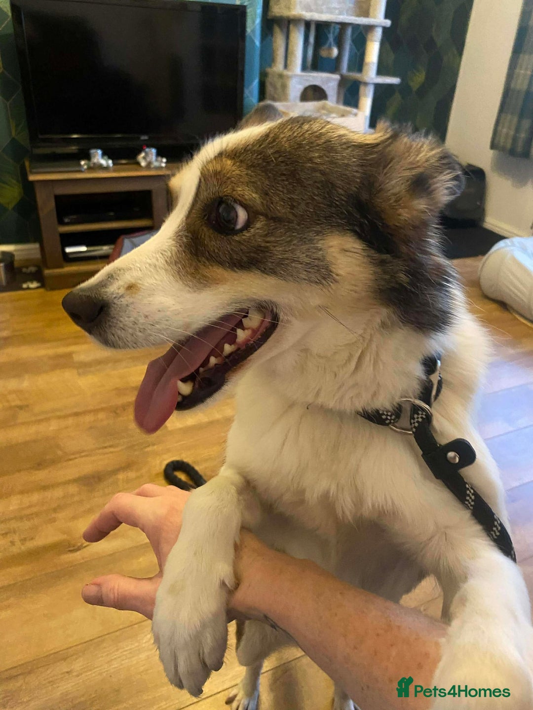 Mixed Breed dogs for adoption: 💕 Meet Ripple - Advert 2