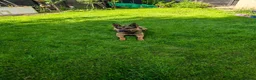 German Shepherd dogs for sale: German shepherd Female 2 Years old  - Advert 3