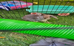 Mini Lion Lop rabbits for sale: Mini lop cross lionhead/mini lop - Image 11
