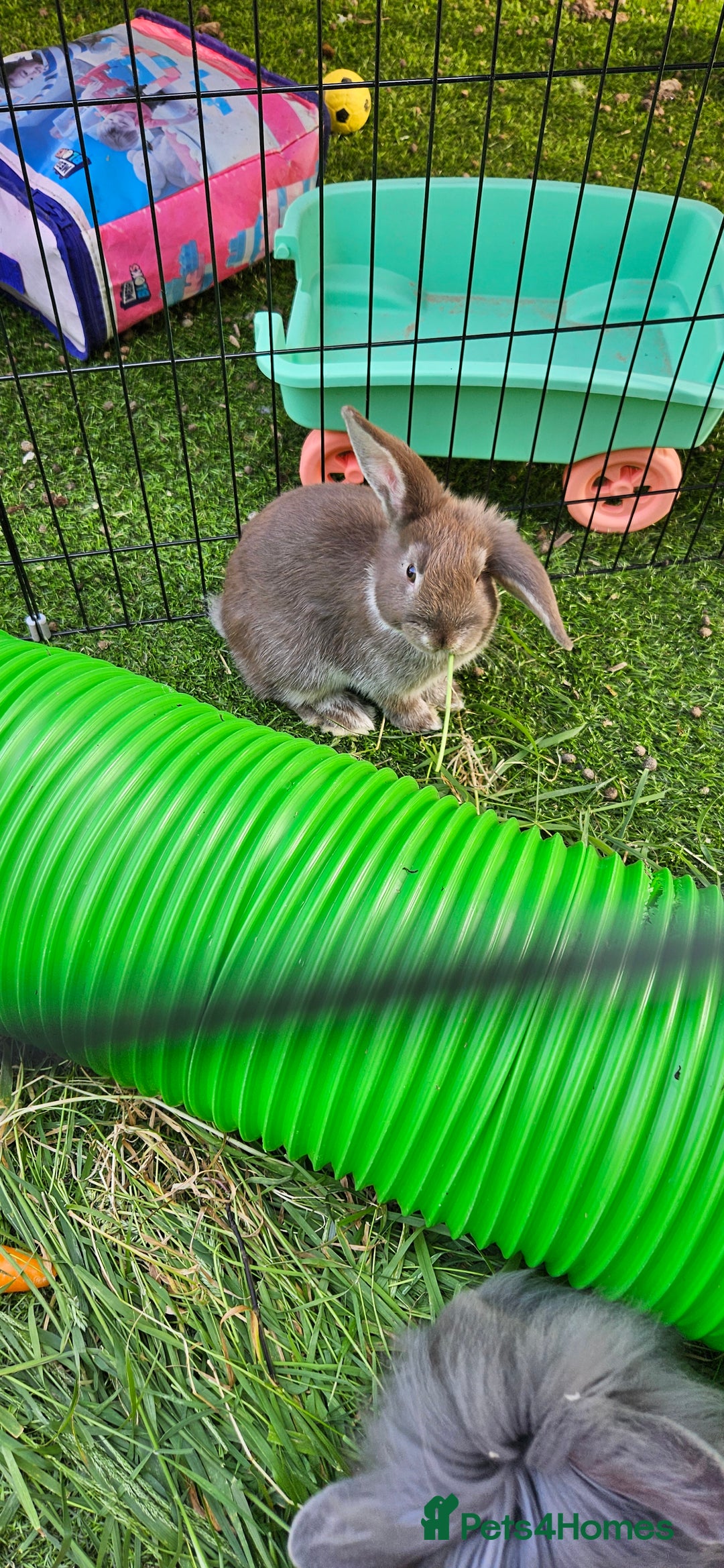 Mini Lion Lop rabbits for sale: Mini lop cross lionhead/mini lop - Image 11