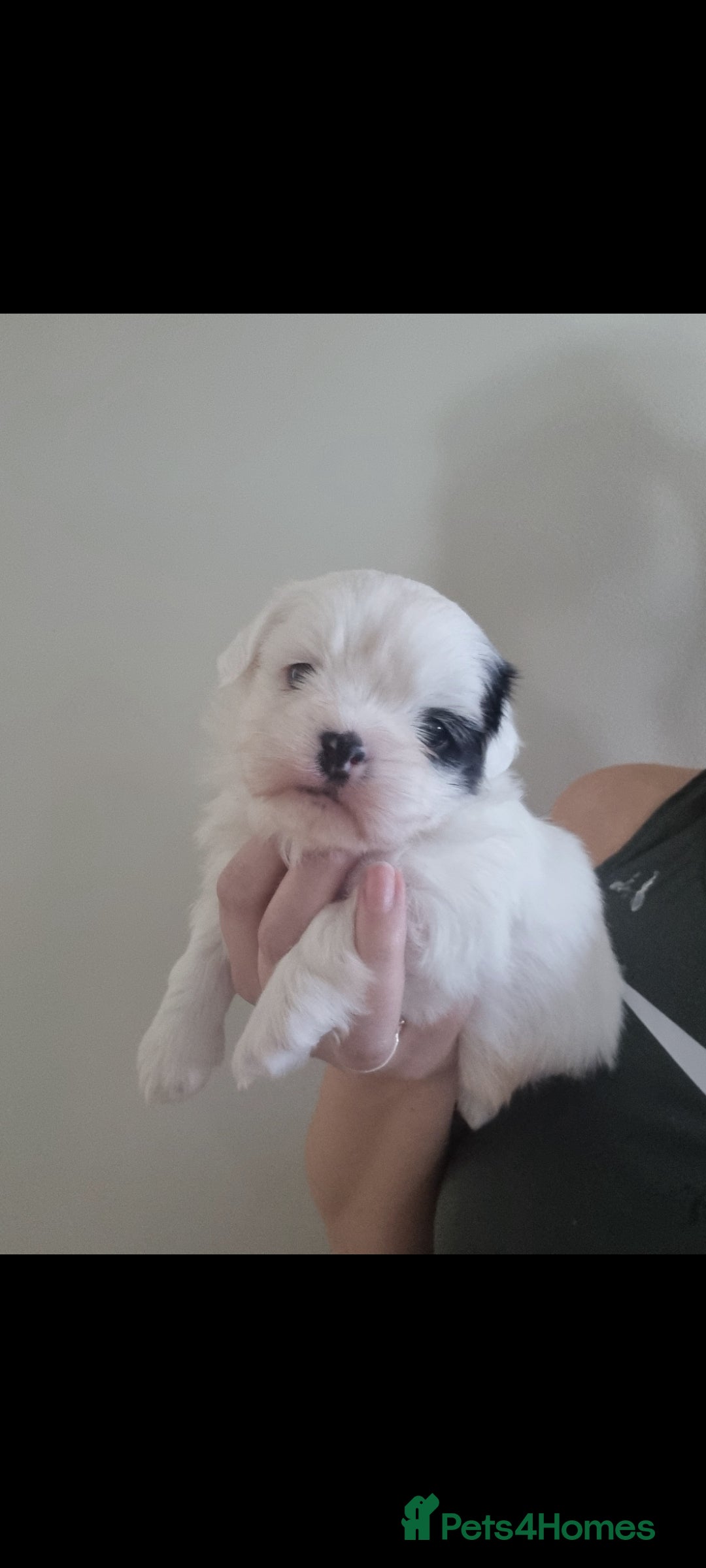 Shih Tzu dogs Tiny shihion puppys for sale - Advert 4